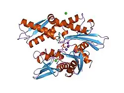 1kay: 70KD HEAT SHOCK COGNATE PROTEIN ATPASE DOMAIN, K71A MUTANT