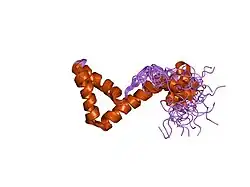 1l8y: Solution structure of HMG box 5 in human upstream binding factor