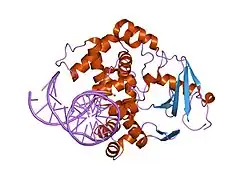 1n39: Structural and biochemical exploration of a critical amino acid in human 8-oxoguanine glycosylase