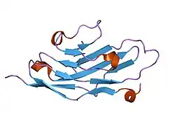 1nko: Energetic and structural basis of sialylated oligosaccharide recognition by the natural killer cell inhibitory receptor p75/AIRM1 or Siglec-7