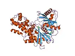1v4s: Crystal structure of human glucokinase