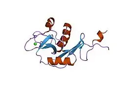 1xph: Structure of DC-SIGNR and a portion of repeat domain 8