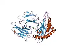 1xr9: Crystal Structures of HLA-B*1501 in Complex with Peptides from Human UbcH6 and Epstein-Barr Virus EBNA-3