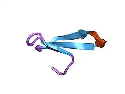 1ywj: Structure of the FBP11WW1 domain