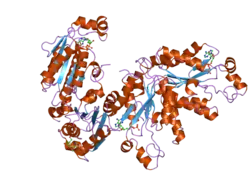 2ax4: Crystal structure of the kinase domain of human 3'-phosphoadenosine 5'-phosphosulphate synthetase 2