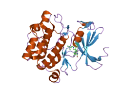 2bil: THE HUMAN PROTEIN KINASE PIM1 IN COMPLEX WITH ITS CONSENSUS PEPTIDE PIMTIDE