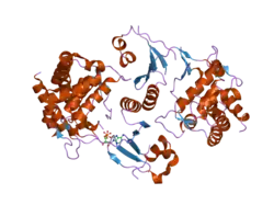 2ckp: CRYSTAL STRUCTURE OF HUMAN CHOLINE KINASE ALPHA-2 IN COMPLEX WITH ADP