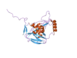2cl3: CRYSTAL STRUCTURE OF HUMAN CLEAVAGE AND POLYADENYLATION SPECIFICITY FACTOR 5 (CPSF5)