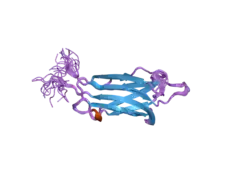 2dmh: Solution structure of the first C2 domain of human myoferlin
