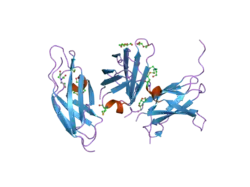 2e3v: Crystal structure of the first fibronectin type III domain of neural cell adhesion molecule splicing isoform from human muscle culture lambda-4.4
