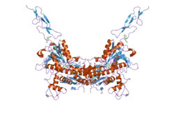 2e4x: Crystal structure of the extracellular region of the group II metabotropic glutamate receptor complexed with 1S,3R-ACPD
