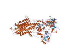 2eau: Crystal structure of the SR CA2+-ATPASE with bound CPA in the presence of curcumin