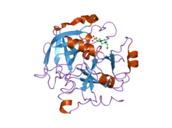 2gp9: Crystal structure of the slow form of thrombin in a self-inhibited conformation