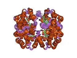 2h35: Solution structure of Human normal adult hemoglobin