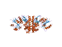2i7n: Crystal structure of human PANK1 alpha: the catalytic core domain in complex with AcCoA