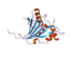 2jgc: STRUCTURE OF THE HUMAN EIF4E HOMOLOGOUS PROTEIN, 4EHP WITHOUT LIGAND BOUND