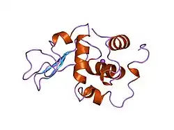 2med: CONTRIBUTION OF HYDROPHOBIC EFFECT TO THE CONFORMATIONAL STABILITY OF HUMAN LYSOZYME