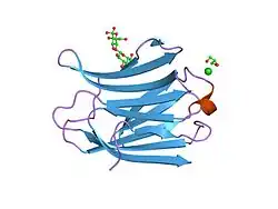 2nn8: Crystal structure of human galectin-3 carbohydrate-recognition domain with lactose bound, at 1.35 angstrom resolution
