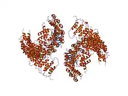 2nym: Crystal Structure of Protein Phosphatase 2A (PP2A) with C-terminus truncated catalytic subunit