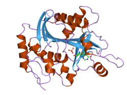 2oc9: Crystal structure of human purine nucleoside phosphorylase mutant H257G with Imm-H