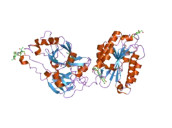 2odp: Complement component C2a, the catalytic fragment of C3- and C5-convertase of human complement