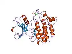 3lck: THE KINASE DOMAIN OF HUMAN LYMPHOCYTE KINASE (LCK), ACTIVATED FORM (AUTO-PHOSPHORYLATED ON TYR394)