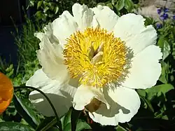 Paeonia ×arendsii 'Claire de Lune', single flowered