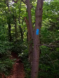 A blue side-trail blaze on Mount Greylock, MA