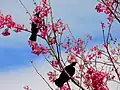 Two tūī in a flowering P.&nbsp;campanulata tree