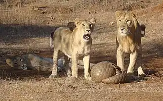 An Indian pangolin (Manis crassicaudata) defending itself against Asiatic lions (Panthera leo leo).