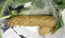 but endoparasitic koinobiont wasp larvae eventually fill its body and kill it.