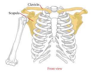 Pectoral girdle—front