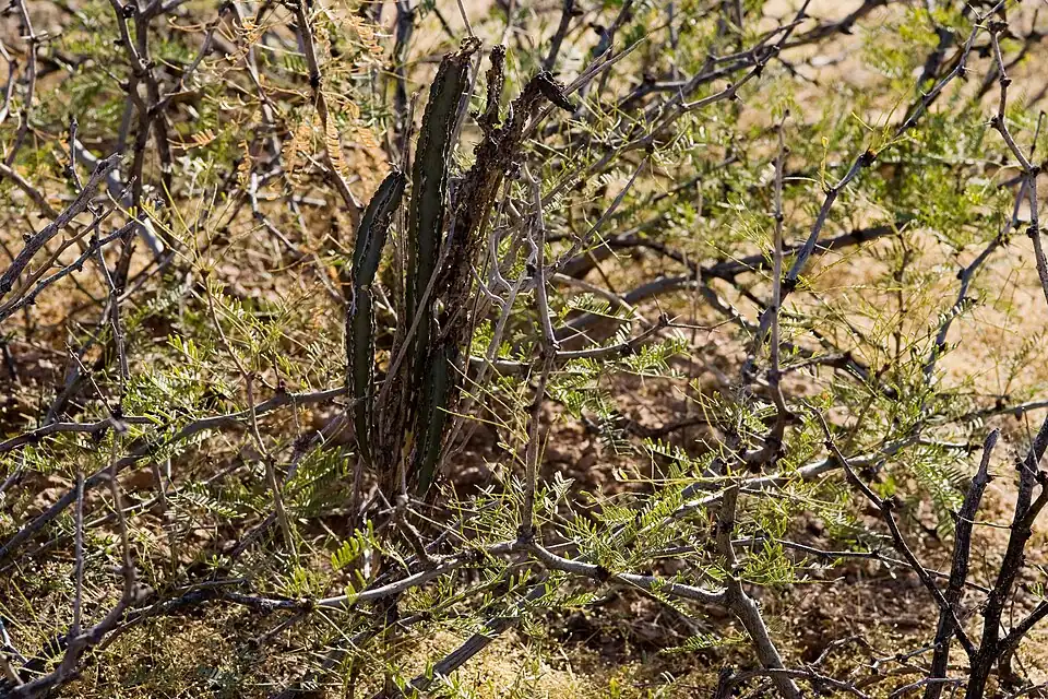 Peniocereus greggii near Rodeo on the west bajada of the Peloncillo Mountains, Hidalgo County, New Mexico