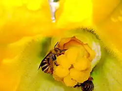 Squash bees (Apidae) are important pollinators of squashes and cucumbers.