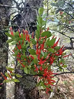 Peraxilla tetrapetala on Nothofagus menziesii with its bright red flowers and green glabrous leaves.