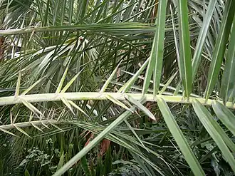 Metamorphosed leaflets into spines, common to Phoenix