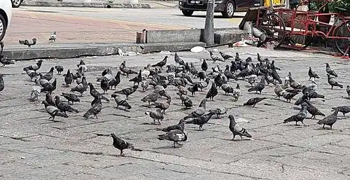 Pigeons in front of the Kuan Yin Teng Temple