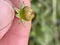Flower bud of a C. nuecensoides plant
