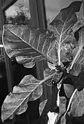 Physochlaina orientalis: foliage back-lit and B&W filter applied to image to highlight venation.