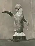 Penguin (c.1936), National Academy of Design