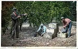 Picking prunes, ~1900-1909