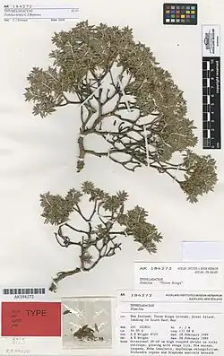 Small plant that has been dried and pressed