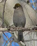 Front view of female, notice forked tail, Gatineau Park, Quebec