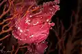 Front side of Leaf scorpionfish at Wakatobi National Park Sulawesi, 2018