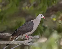 Pink pigeon (Nesoenas mayeri)