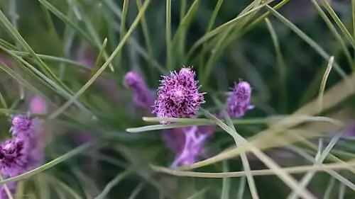 Pinus halepensis, Afhir Forest in Tlemcen.