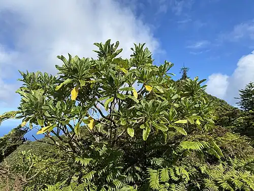 Mature Pladaroxylon leucadendron tree on St Helena