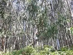 Eucalypt plantations in Palas de Rei (2019)