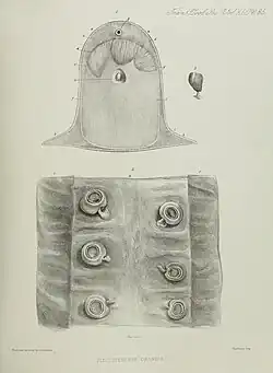 #27 (≤1873), Closeups and cross-sectional view of the same (Owen, 1881:pl. 35)