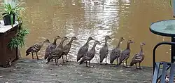 Group of plumed whistling ducks
